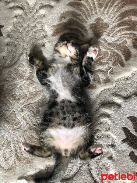 Tekir Kedi, Kedi  Çakıl fotoğrafı