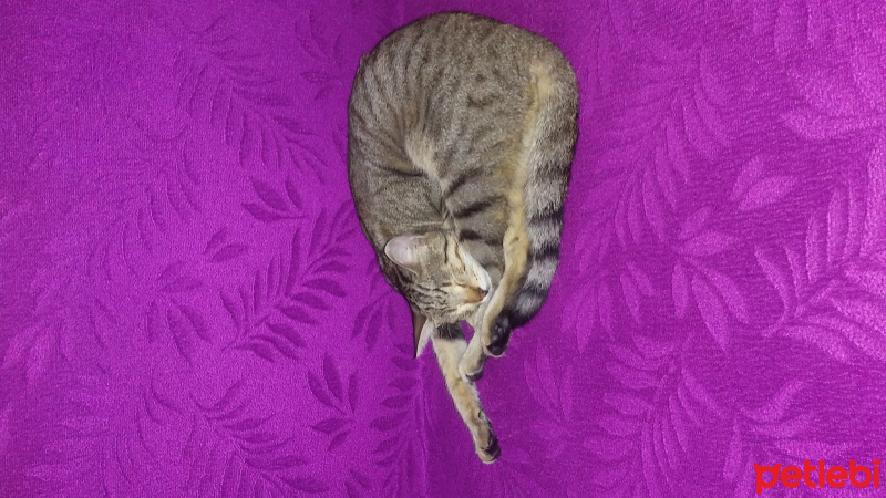 Tekir Kedi, Kedi  Mia fotoğrafı