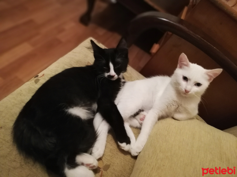 Ankara Kedisi, Kedi  Miya fotoğrafı