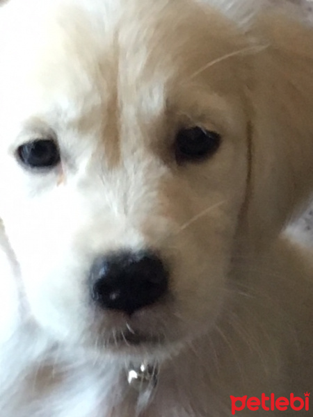 Golden Retriever, Köpek  hera fotoğrafı