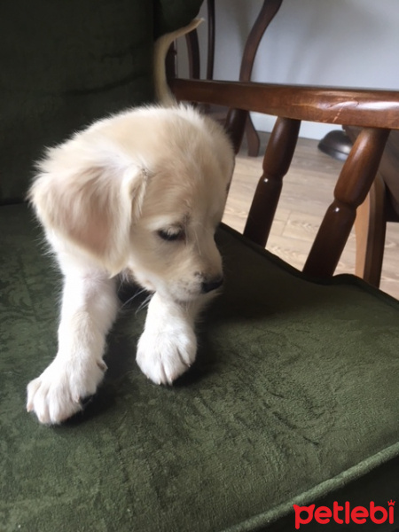 Golden Retriever, Köpek  hera fotoğrafı