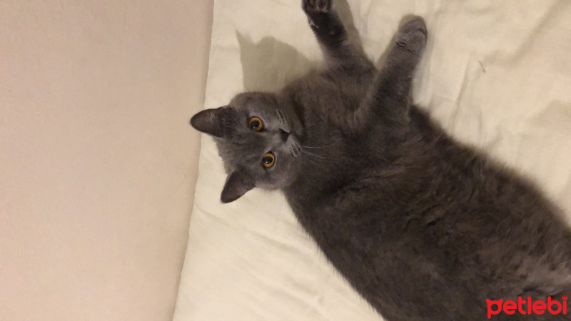 British Shorthair, Kedi  Lokum Marla fotoğrafı