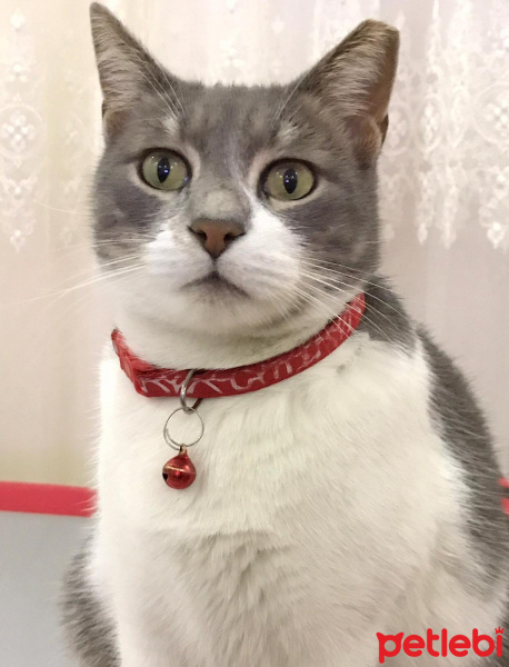 Tekir Kedi, Kedi  İlda fotoğrafı