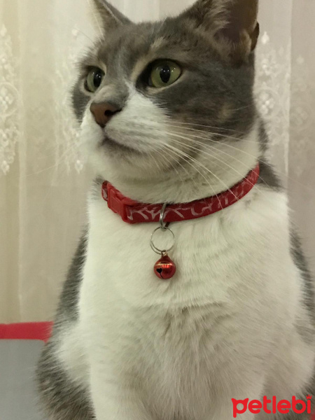 Tekir Kedi, Kedi  İlda fotoğrafı