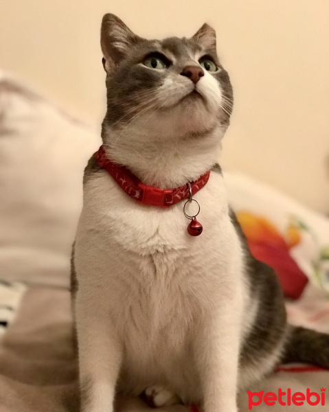 Tekir Kedi, Kedi  İlda fotoğrafı