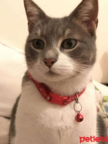 Tekir Kedi, Kedi  İlda fotoğrafı