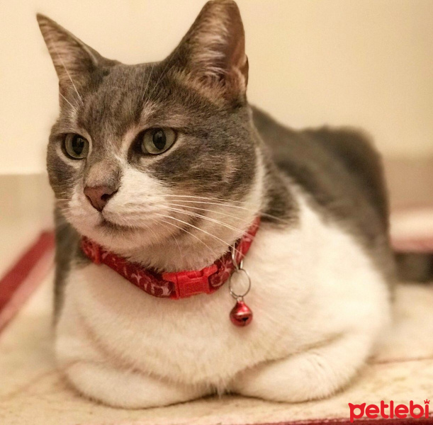 Tekir Kedi, Kedi  İlda fotoğrafı