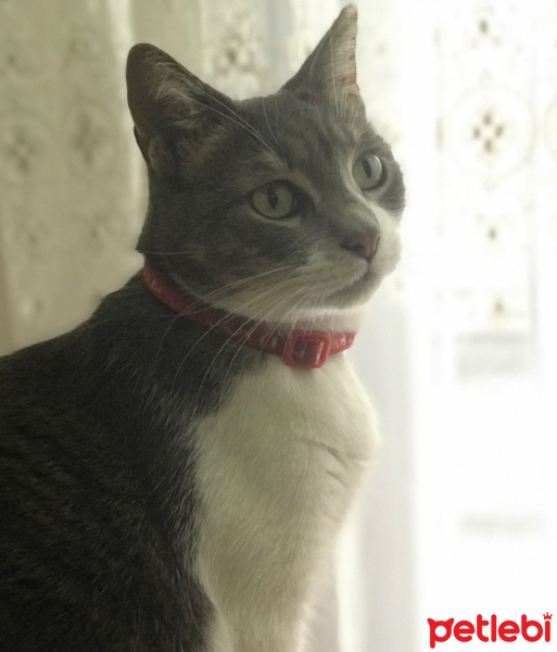 Tekir Kedi, Kedi  İlda fotoğrafı