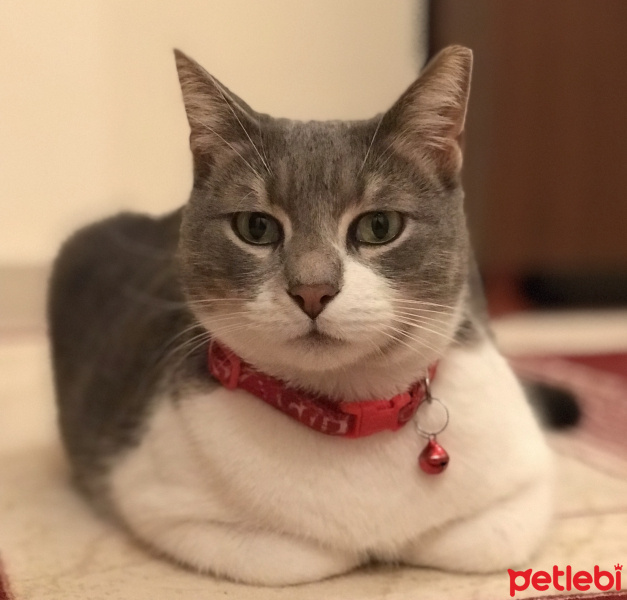 Tekir Kedi, Kedi  İlda fotoğrafı