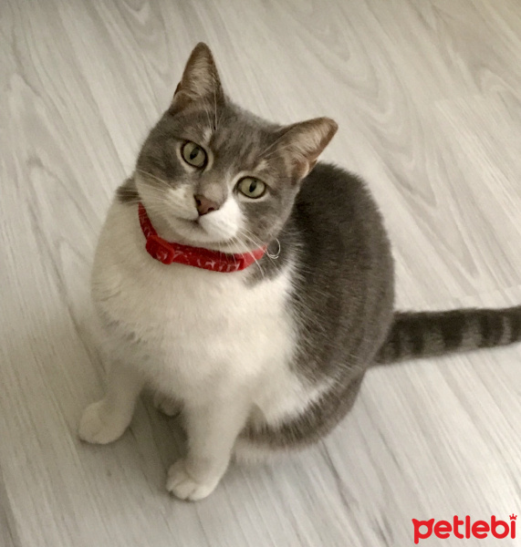 Tekir Kedi, Kedi  İlda fotoğrafı