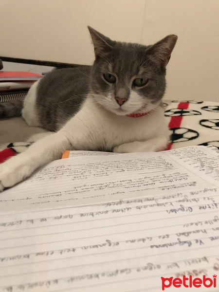 Tekir Kedi, Kedi  İlda fotoğrafı