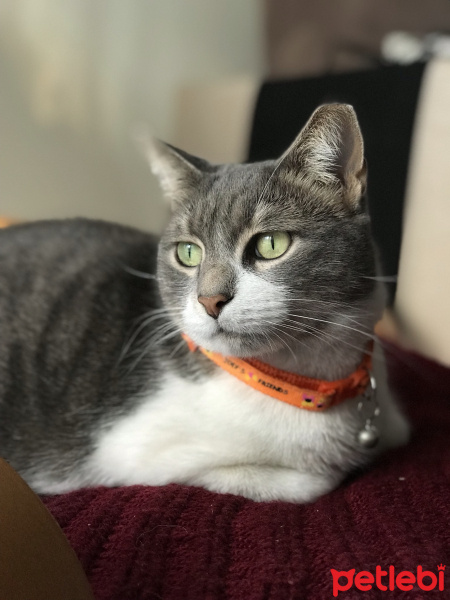 Tekir Kedi, Kedi  İlda fotoğrafı