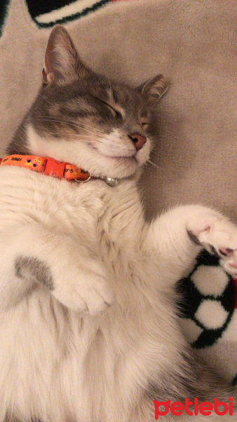 Tekir Kedi, Kedi  İlda fotoğrafı