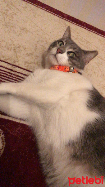 Tekir Kedi, Kedi  İlda fotoğrafı