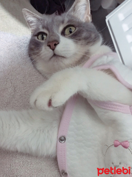 Tekir Kedi, Kedi  İlda fotoğrafı