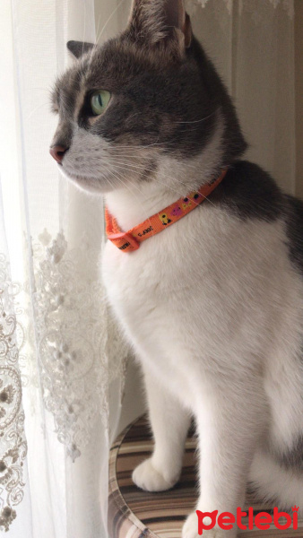 Tekir Kedi, Kedi  İlda fotoğrafı