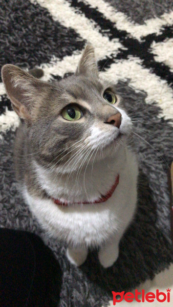 Tekir Kedi, Kedi  İlda fotoğrafı