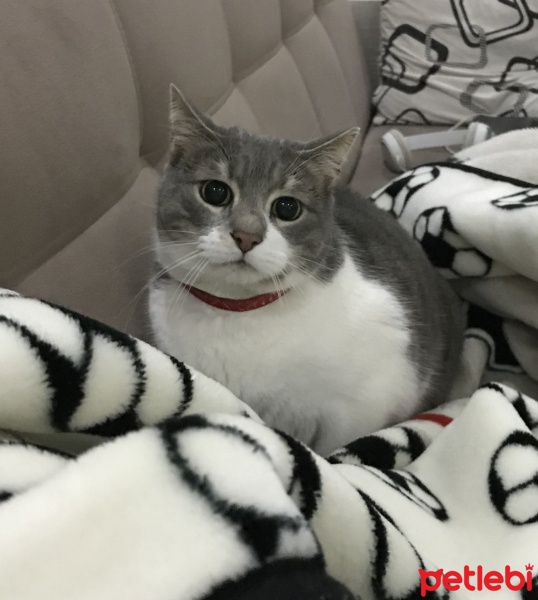 Tekir Kedi, Kedi  İlda fotoğrafı