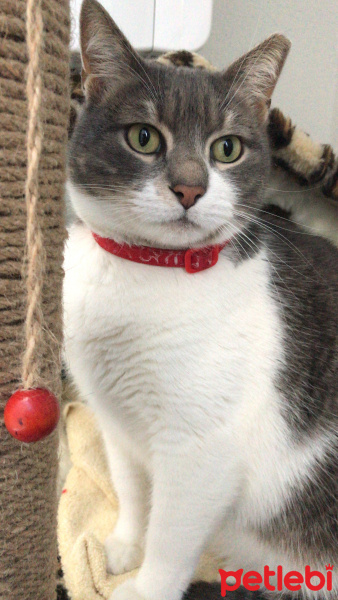 Tekir Kedi, Kedi  İlda fotoğrafı