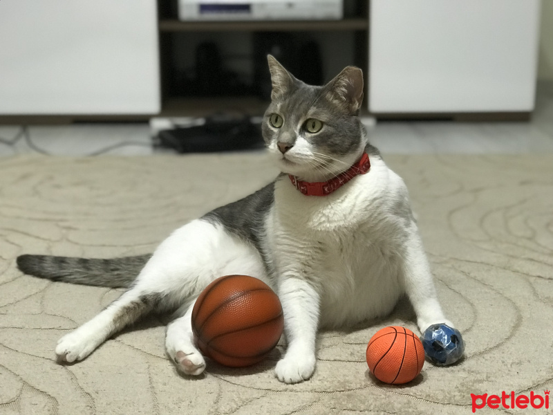 Tekir Kedi, Kedi  İlda fotoğrafı
