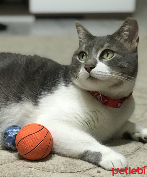 Tekir Kedi, Kedi  İlda fotoğrafı