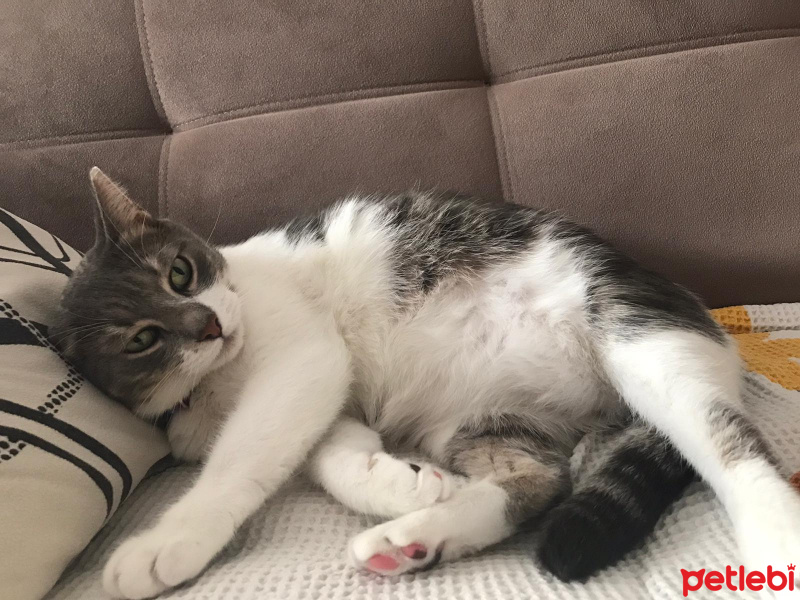 Tekir Kedi, Kedi  İlda fotoğrafı