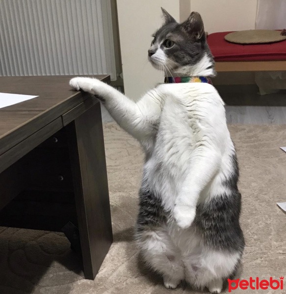 Tekir Kedi, Kedi  İlda fotoğrafı