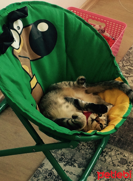 Tekir Kedi, Kedi  Şero fotoğrafı
