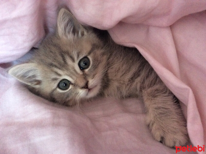 British Shorthair, Kedi  Lokum fotoğrafı