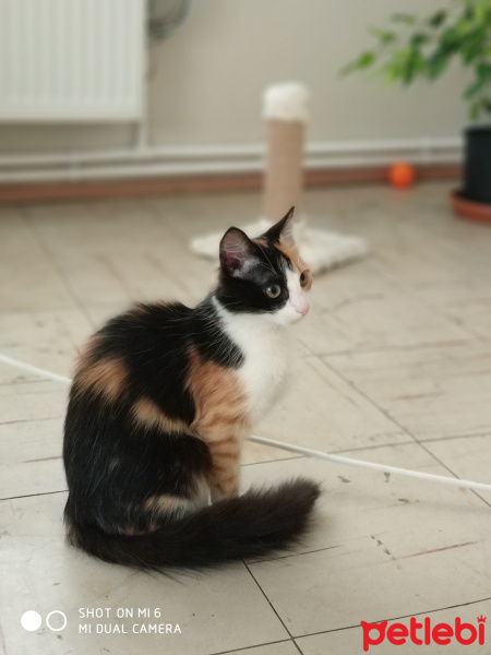 Tekir Kedi, Kedi  nancy fotoğrafı