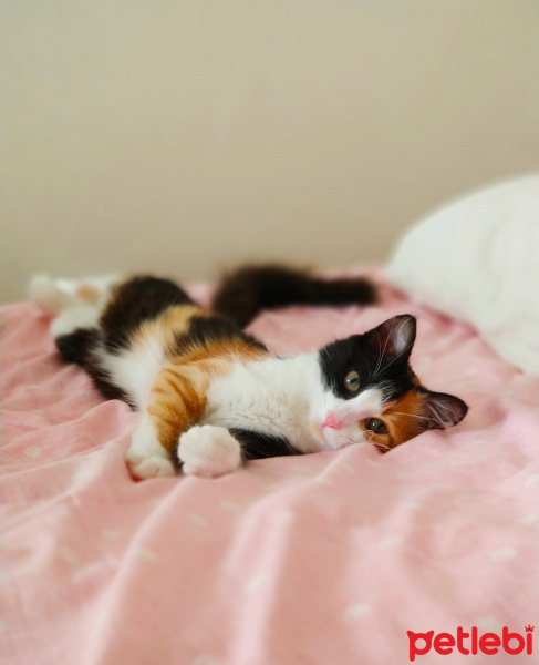 Tekir Kedi, Kedi  nancy fotoğrafı