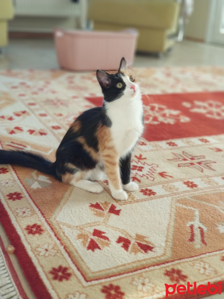 Tekir Kedi, Kedi  nancy fotoğrafı