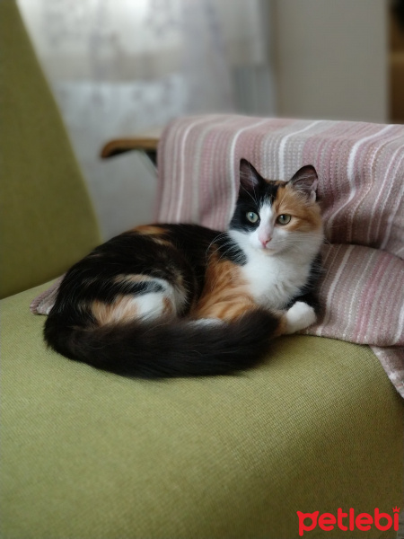 Tekir Kedi, Kedi  nancy fotoğrafı