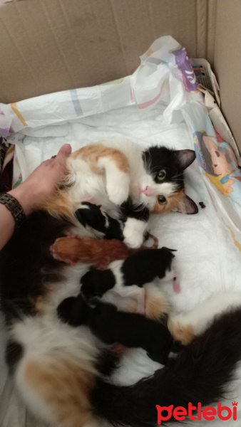 Tekir Kedi, Kedi  nancy fotoğrafı