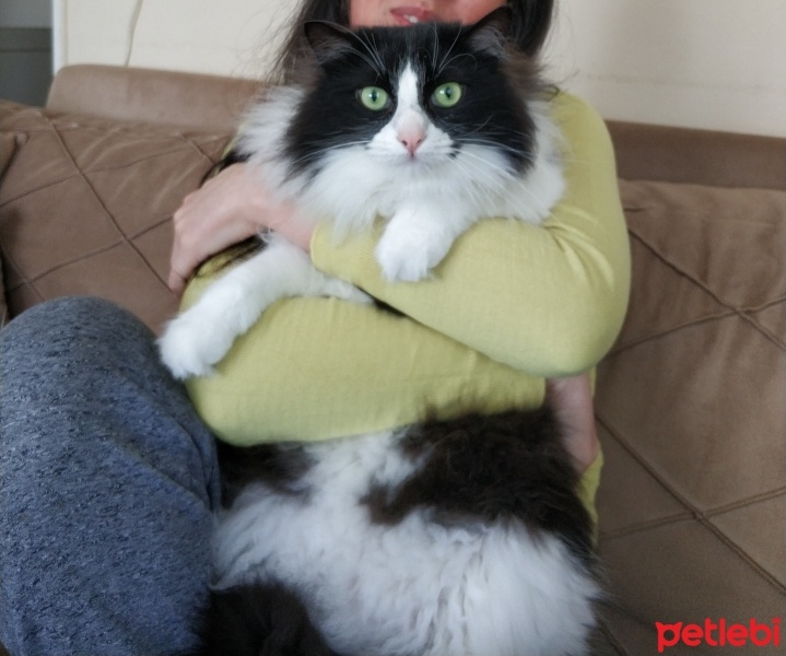 Tekir Kedi, Kedi  nancy fotoğrafı