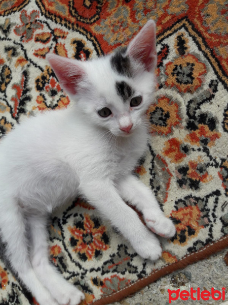 Tekir Kedi, Kedi  Güzel bebek sokalta kalmasın fotoğrafı