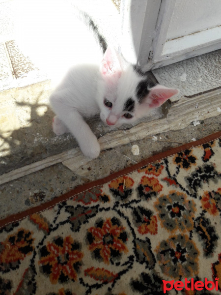 Tekir Kedi, Kedi  Güzel bebek sokalta kalmasın fotoğrafı