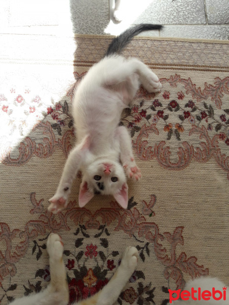 Tekir Kedi, Kedi  Güzel bebek sokalta kalmasın fotoğrafı