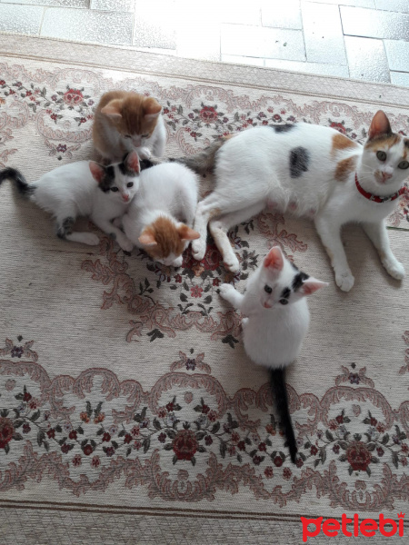 Tekir Kedi, Kedi  Güzel bebek sokalta kalmasın fotoğrafı