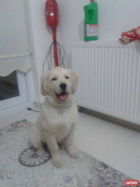 Golden Retriever, Köpek  Bambom fotoğrafı