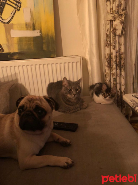 Pug, Köpek  Şakir fotoğrafı