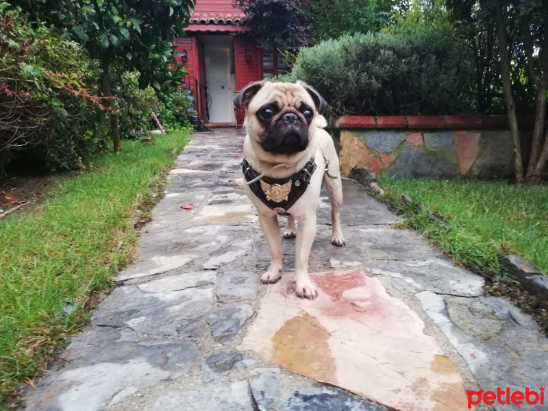 Pug, Köpek  Şakir fotoğrafı