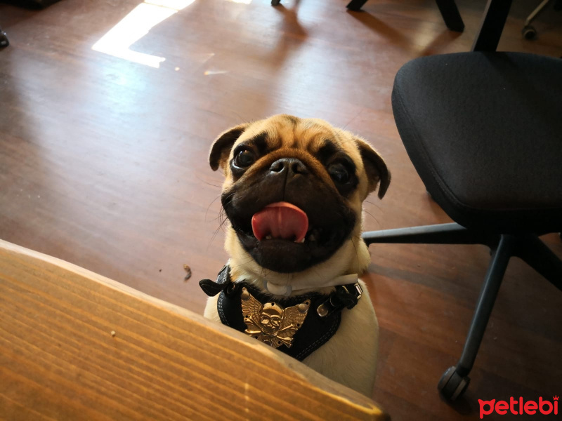Pug, Köpek  Şakir fotoğrafı