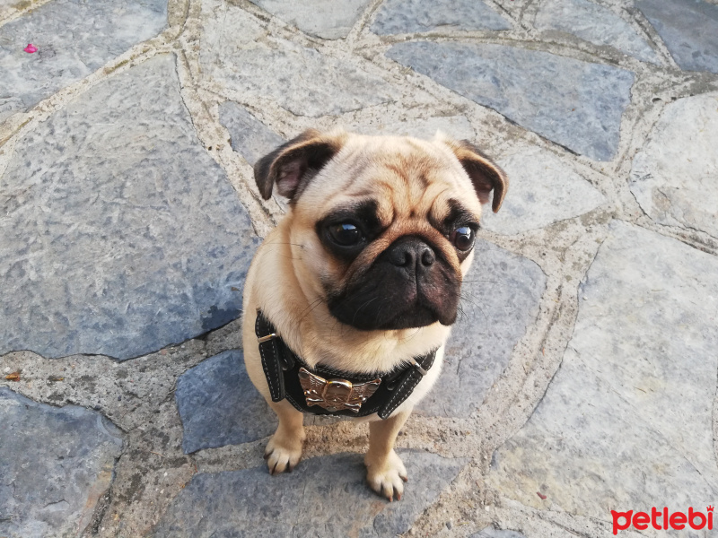 Pug, Köpek  Şakir fotoğrafı