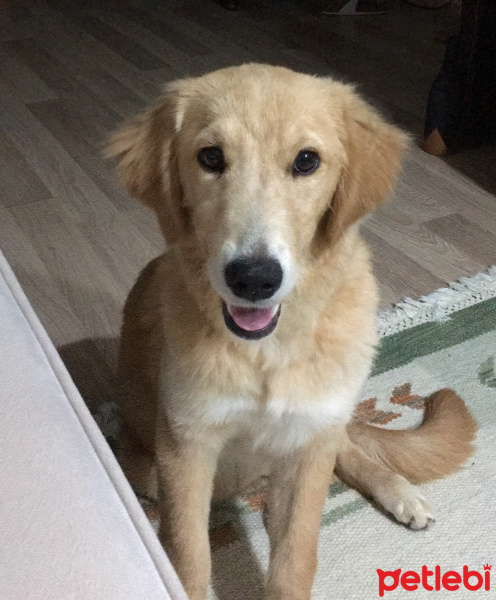 Golden Retriever, Köpek  Tina fotoğrafı