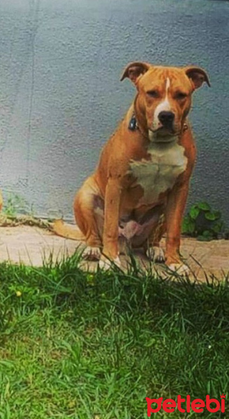 Amerikan Staffordshire Terrier, Köpek  Kral fotoğrafı