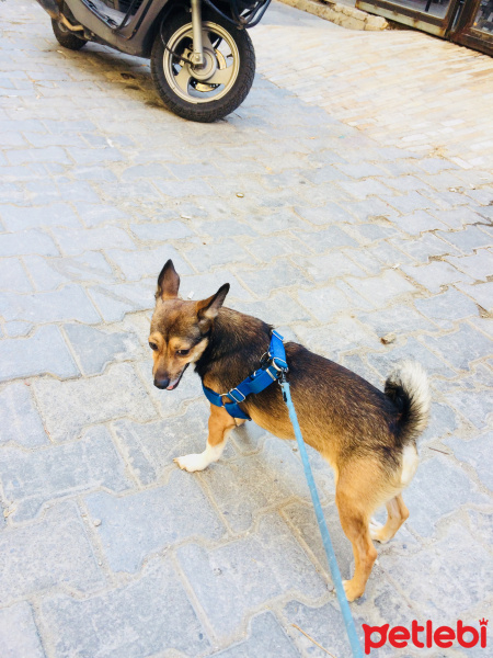 Chihuahua, Köpek  Rıfkı fotoğrafı