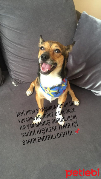 Chihuahua, Köpek  Rıfkı fotoğrafı