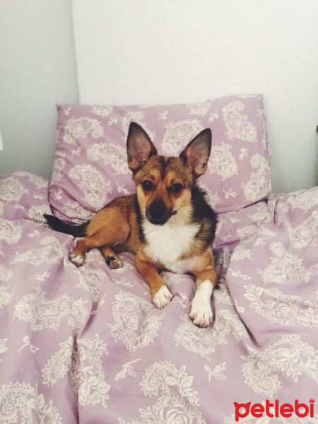 Chihuahua, Köpek  Rıfkı fotoğrafı