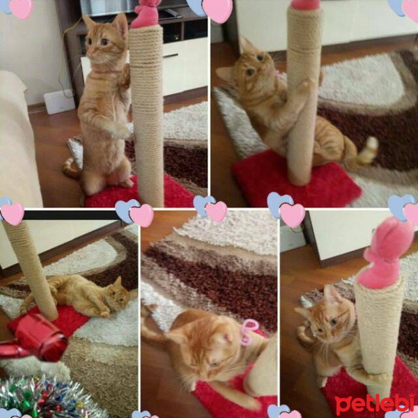 Sarman, Kedi  Oscar fotoğrafı